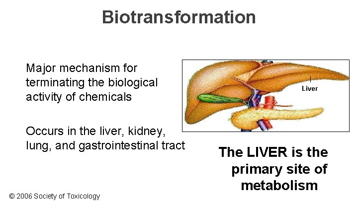 Biotransformation • Major mechanism for terminating the biological activity of chemicals • Occurs in