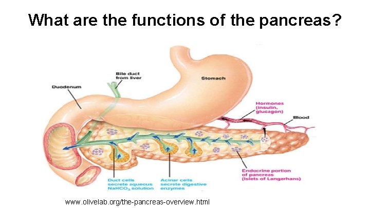 What are the functions of the pancreas? http: //www. olivelab. org/the-pancreas-overview. html 