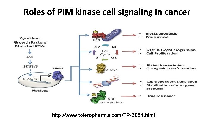 Roles of PIM kinase cell signaling in cancer http: //www. toleropharma. com/TP-3654. html 