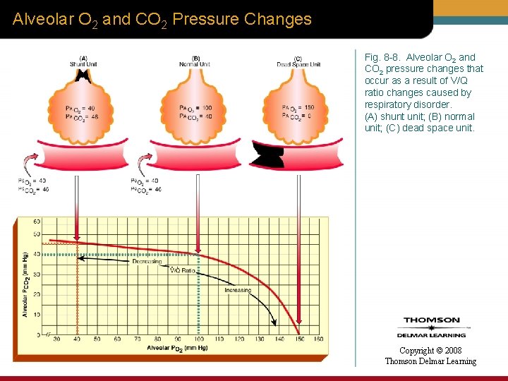 Alveolar O 2 and CO 2 Pressure Changes Fig. 8 -8. Alveolar O 2