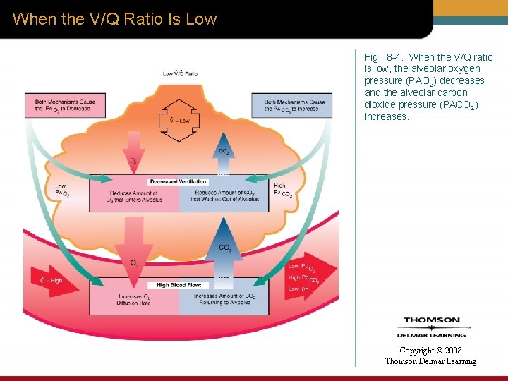 When the V/Q Ratio Is Low Fig. 8 -4. When the V/Q ratio is