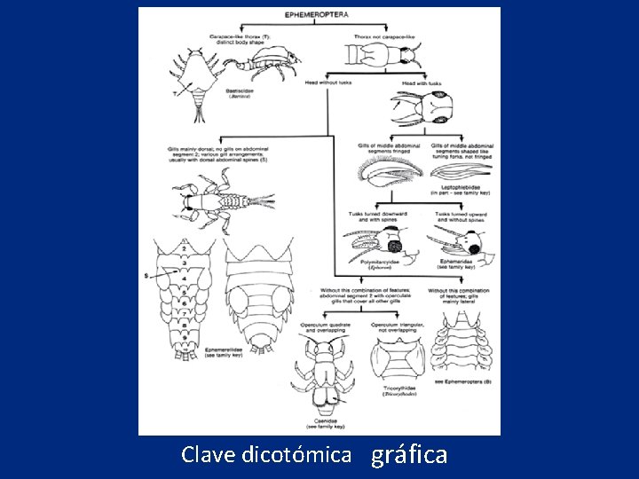 QUE ES LA TAXONOMIA Y EL SISTEMA BINOMIAL