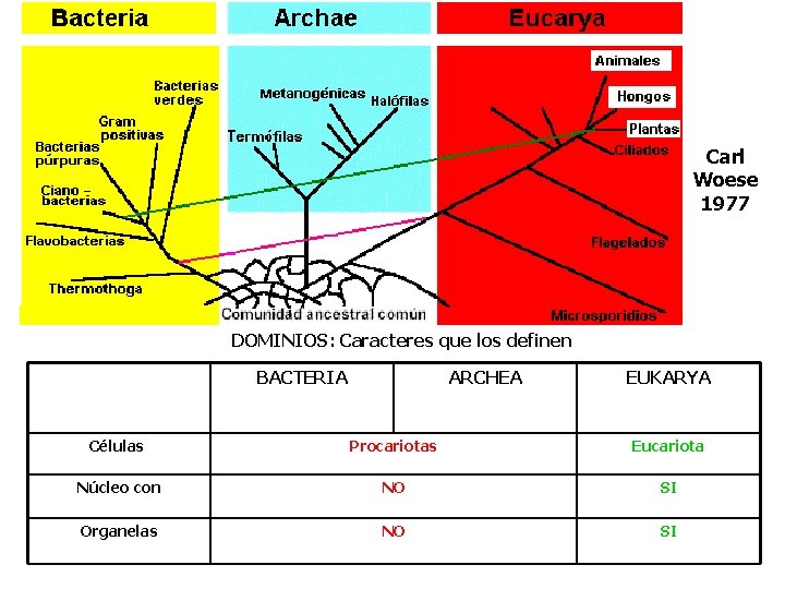 QUE ES LA TAXONOMIA Y EL SISTEMA BINOMIAL