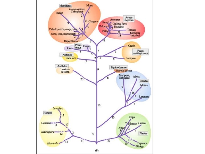 QUE ES LA TAXONOMIA Y EL SISTEMA BINOMIAL