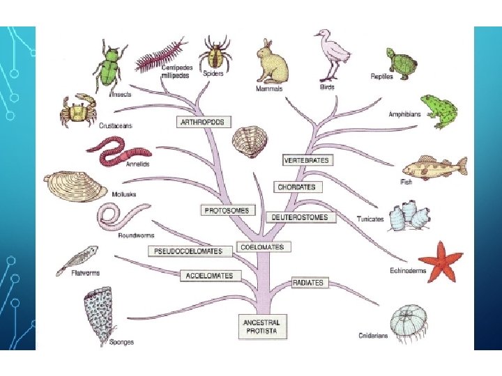 QUE ES LA TAXONOMIA Y EL SISTEMA BINOMIAL