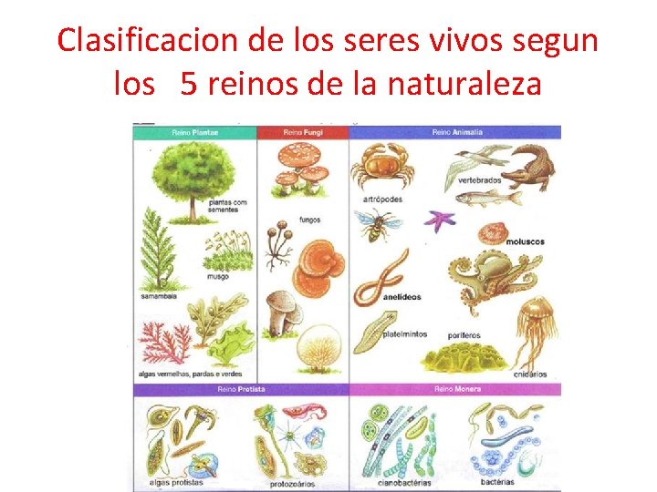 QUE ES LA TAXONOMIA Y EL SISTEMA BINOMIAL