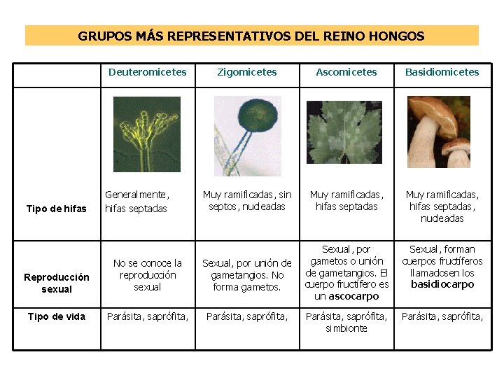 QUE ES LA TAXONOMIA Y EL SISTEMA BINOMIAL