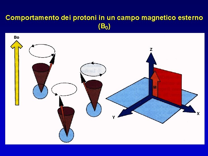 Comportamento dei protoni in un campo magnetico esterno (B 0) 