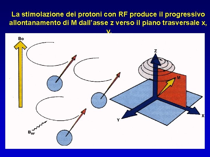 La stimolazione dei protoni con RF produce il progressivo allontanamento di M dall’asse z