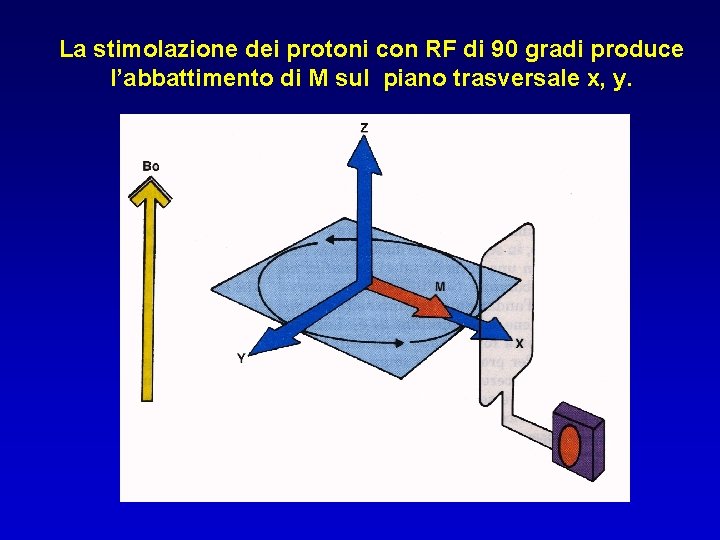 La stimolazione dei protoni con RF di 90 gradi produce l’abbattimento di M sul