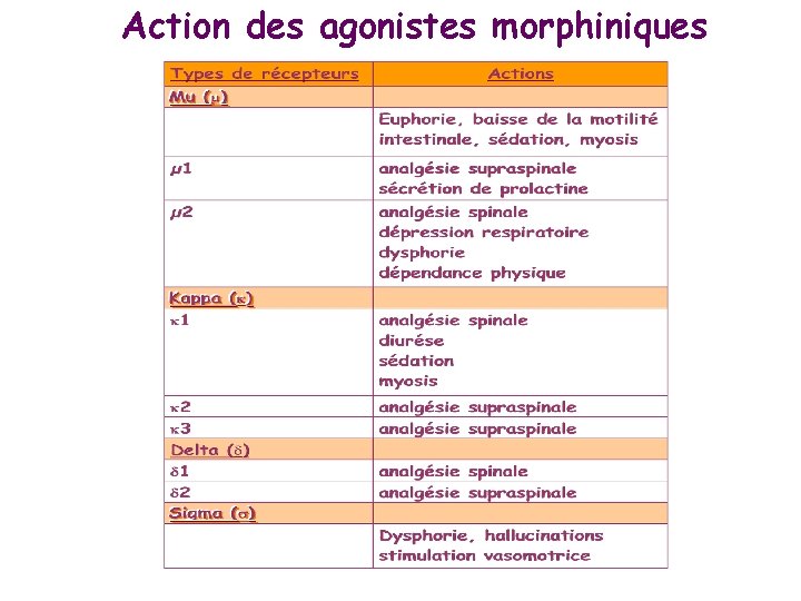 Action des agonistes morphiniques 
