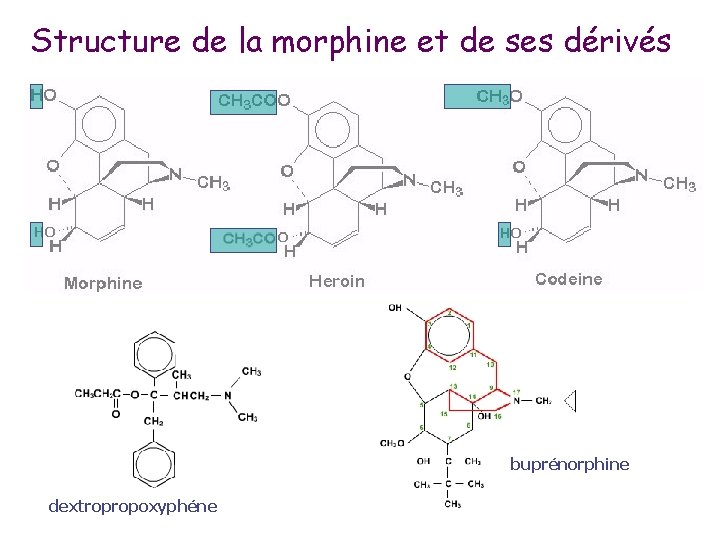 Structure de la morphine et de ses dérivés buprénorphine dextropropoxyphéne 