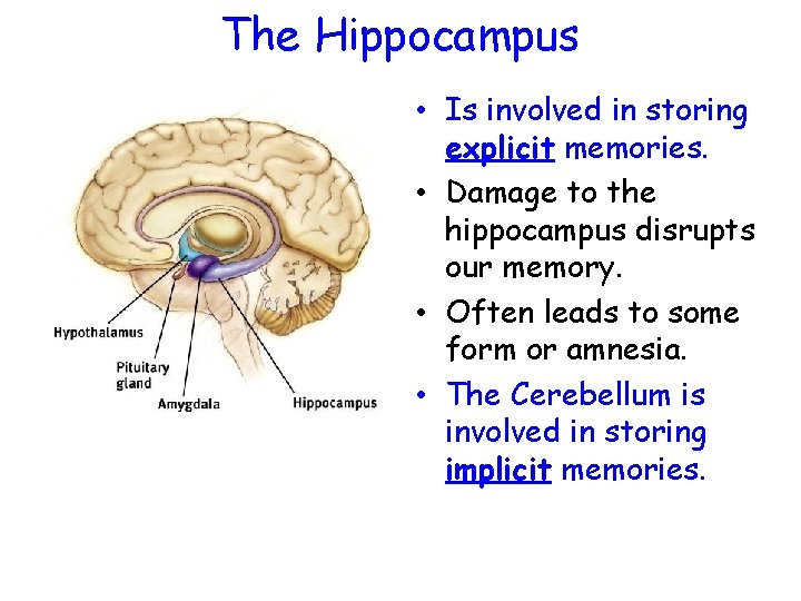 The Hippocampus • Is involved in storing explicit memories. • Damage to the hippocampus