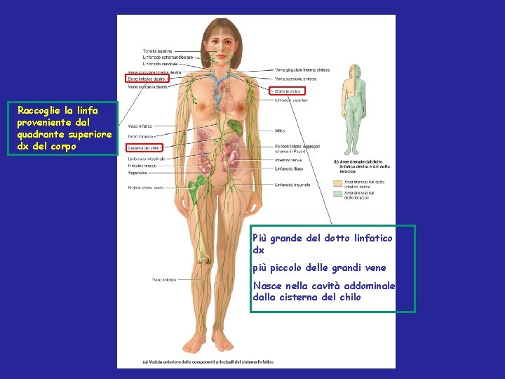 Raccoglie la linfa proveniente dal quadrante superiore dx del corpo Più grande del dotto