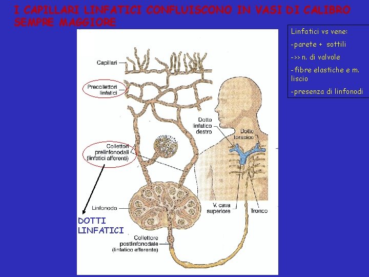 I CAPILLARI LINFATICI CONFLUISCONO IN VASI DI CALIBRO SEMPRE MAGGIORE Linfatici vs vene: -parete
