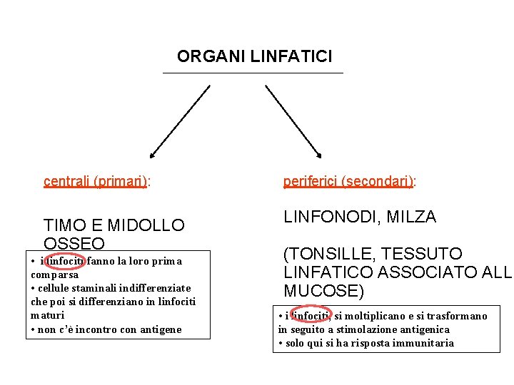 ORGANI LINFATICI centrali (primari): TIMO E MIDOLLO OSSEO • i linfociti fanno la loro