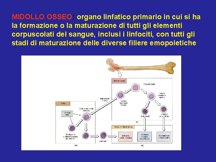 MIDOLLO OSSEO: organo linfatico primario in cui si ha la formazione o la maturazione