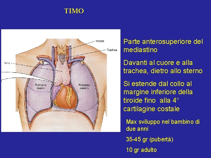 TIMO Parte anterosuperiore del mediastino Davanti al cuore e alla trachea, dietro allo sterno