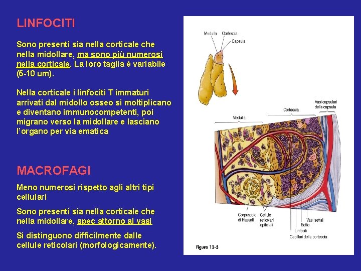 LINFOCITI Sono presenti sia nella corticale che nella midollare, ma sono più numerosi nella
