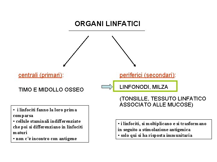 ORGANI LINFATICI centrali (primari): periferici (secondari): TIMO E MIDOLLO OSSEO LINFONODI, MILZA • i