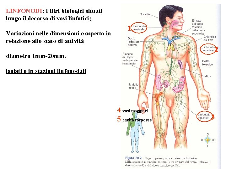 LINFONODI: Filtri biologici situati lungo il decorso di vasi linfatici; Variazioni nelle dimensioni e