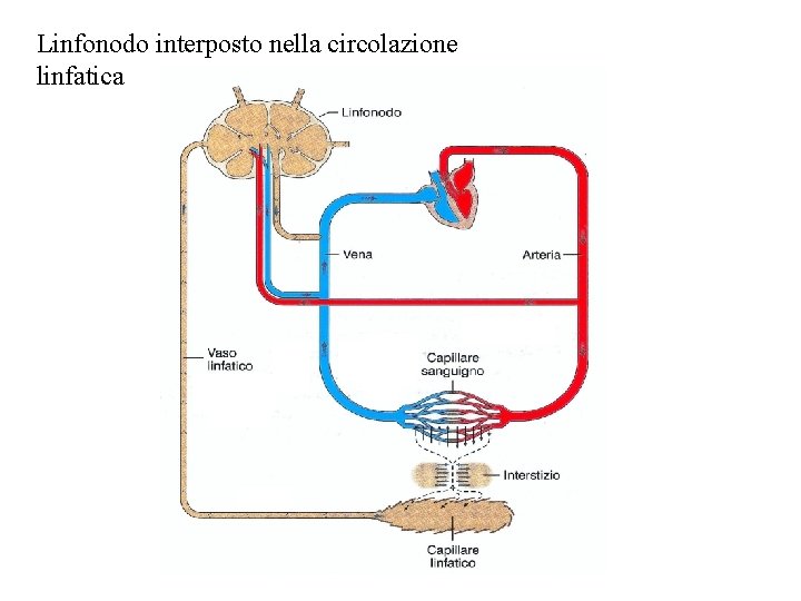 Linfonodo interposto nella circolazione linfatica 