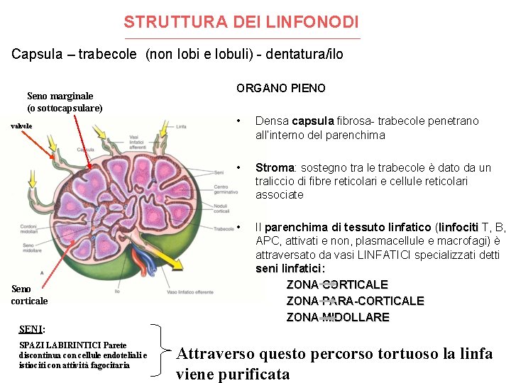 STRUTTURA DEI LINFONODI Capsula – trabecole (non lobi e lobuli) - dentatura/ilo Seno marginale