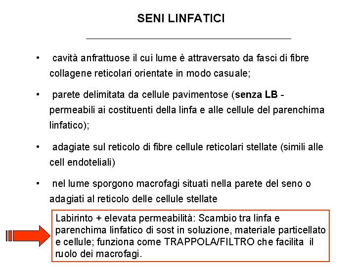 SENI LINFATICI • cavità anfrattuose il cui lume è attraversato da fasci di fibre