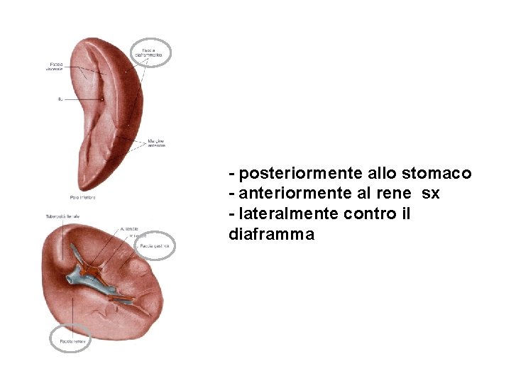 - posteriormente allo stomaco - anteriormente al rene sx - lateralmente contro il diaframma