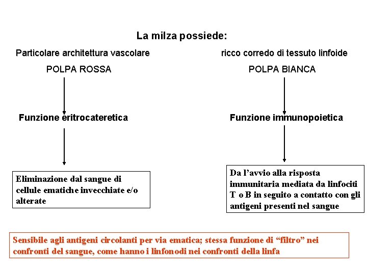 La milza possiede: Particolare architettura vascolare POLPA ROSSA Funzione eritrocateretica Eliminazione dal sangue di