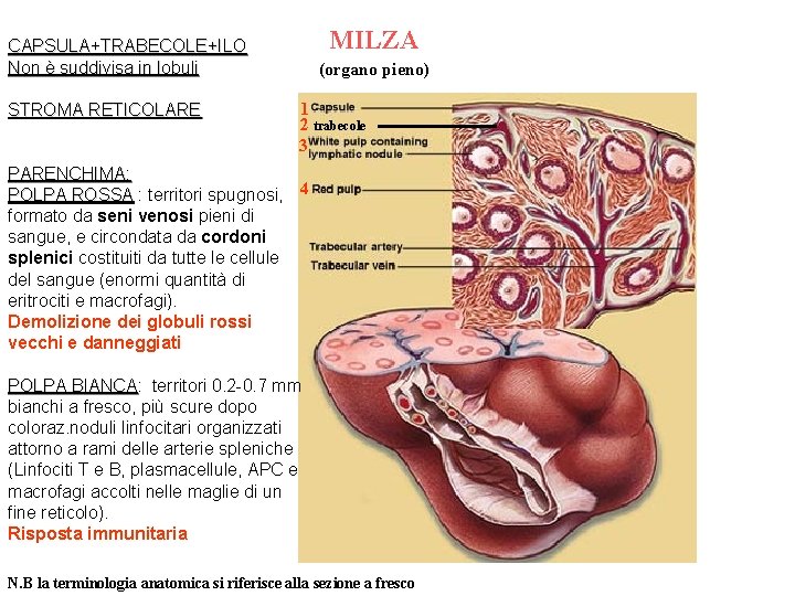 MILZA CAPSULA+TRABECOLE+ILO Non è suddivisa in lobuli STROMA RETICOLARE (organo pieno) 1 2 trabecole