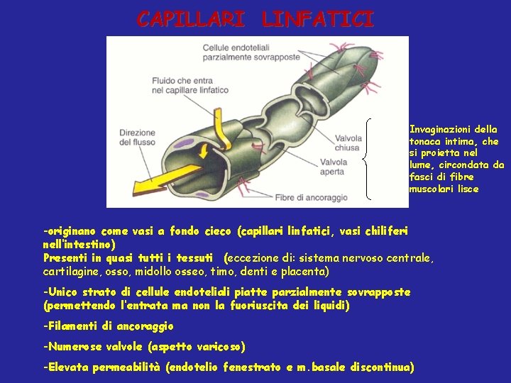 CAPILLARI LINFATICI Invaginazioni della tonaca intima, che si proietta nel lume, circondata da fasci
