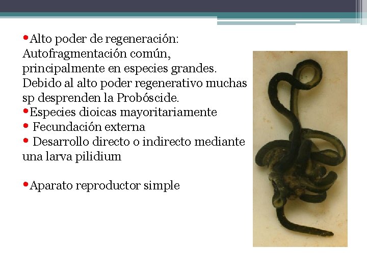  • Alto poder de regeneración: Autofragmentación común, principalmente en especies grandes. Debido al