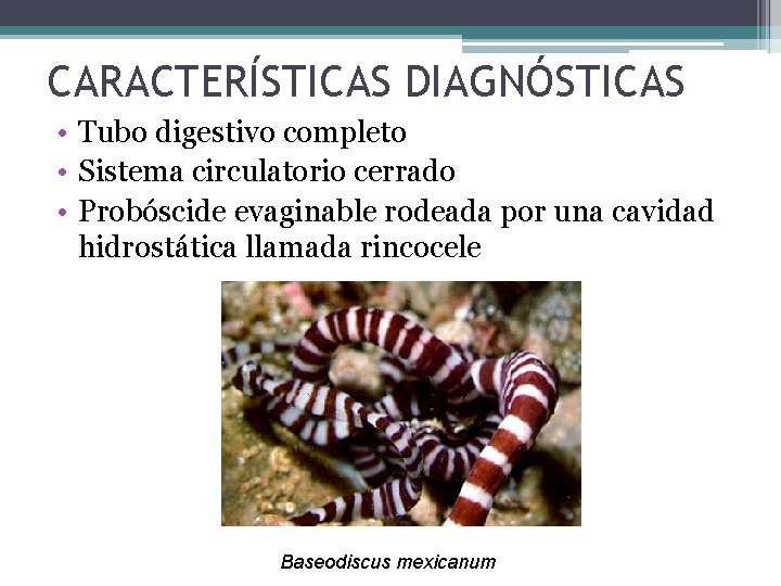 CARACTERÍSTICAS DIAGNÓSTICAS • Tubo digestivo completo • Sistema circulatorio cerrado • Probóscide evaginable rodeada