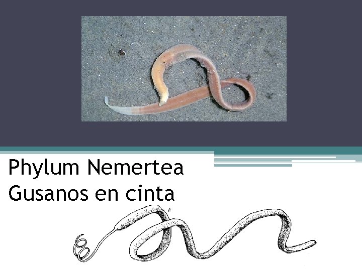 Phylum Nemertea Gusanos en cinta 