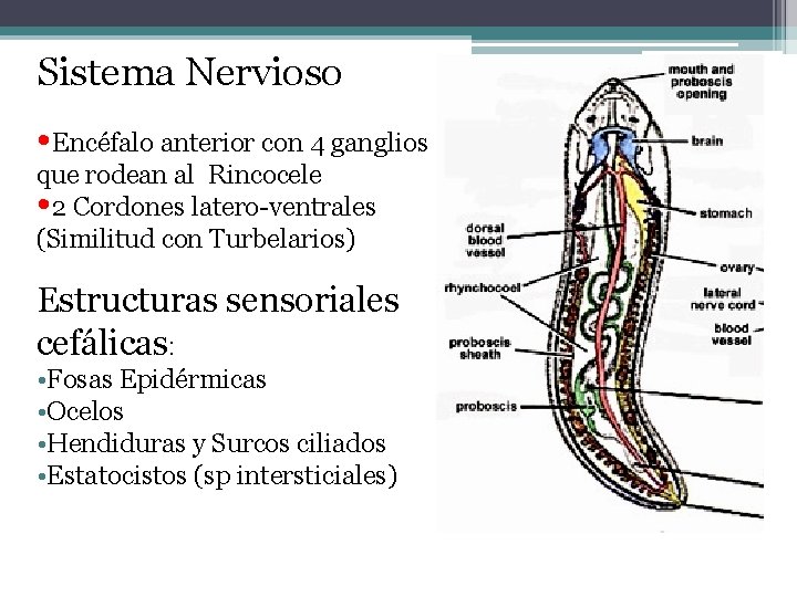 Sistema Nervioso • Encéfalo anterior con 4 ganglios que rodean al Rincocele • 2