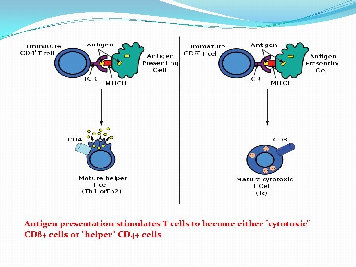 Antigen presentation stimulates T cells to become either "cytotoxic" CD 8+ cells or "helper"