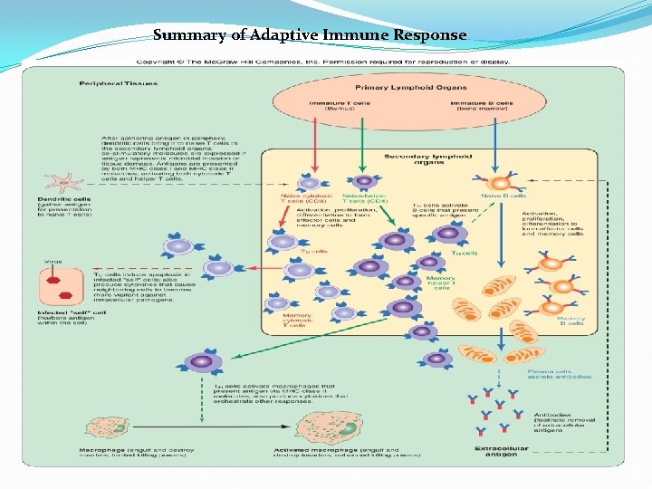 Summary of Adaptive Immune Response 