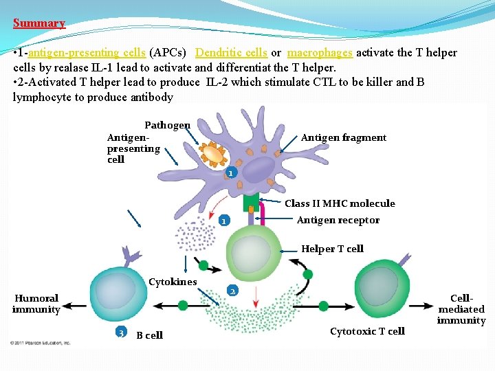 Summary • 1 -antigen-presenting cells (APCs) Dendritic cells or macrophages activate the T helper