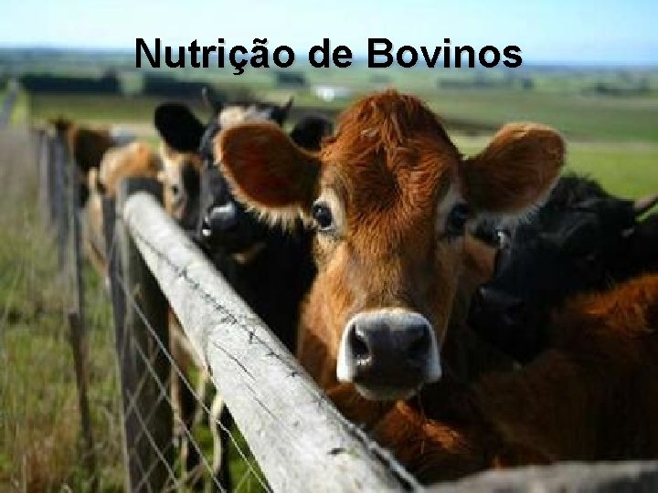 Nutrição de Bovinos 