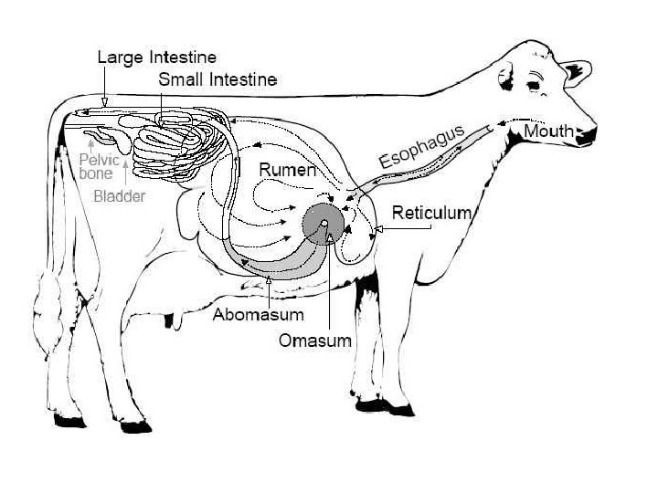 Nutrio de Bovinos O que um animal ruminante