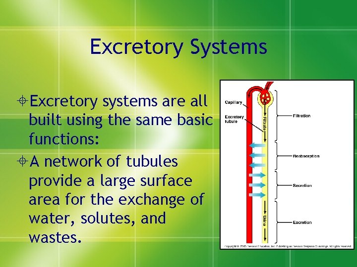 Excretory Systems ±Excretory systems are all built using the same basic functions: ±A network