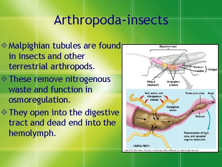 Arthropoda-insects ± Malpighian tubules are found in insects and other terrestrial arthropods. ± These
