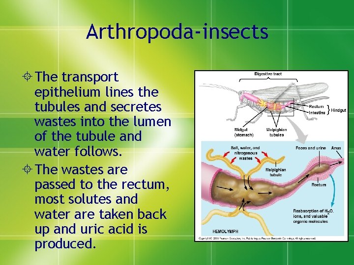 Arthropoda-insects ± The transport epithelium lines the tubules and secretes wastes into the lumen