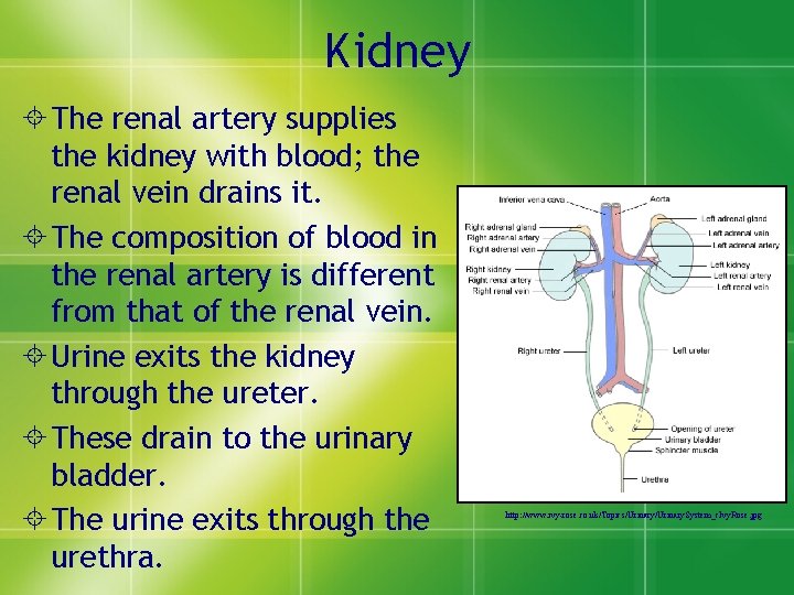 Kidney ± The renal artery supplies the kidney with blood; the renal vein drains