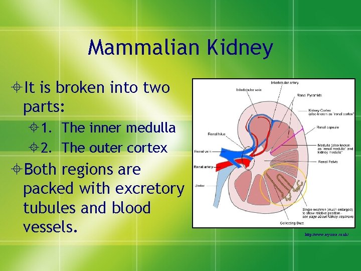 Mammalian Kidney ±It is broken into two parts: ± 1. The inner medulla ±