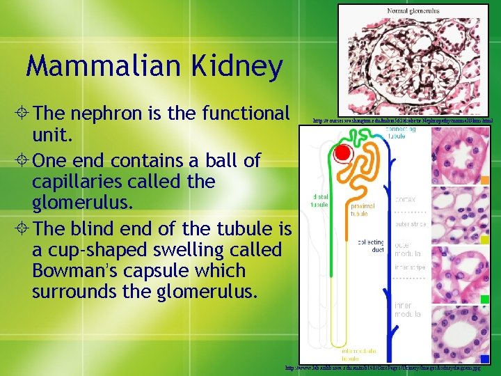 Mammalian Kidney ± The nephron is the functional unit. ± One end contains a