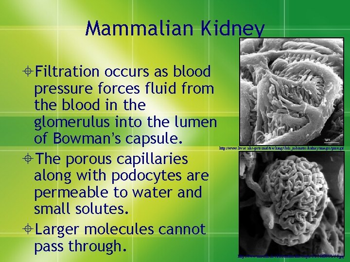 Mammalian Kidney ±Filtration occurs as blood pressure forces fluid from the blood in the