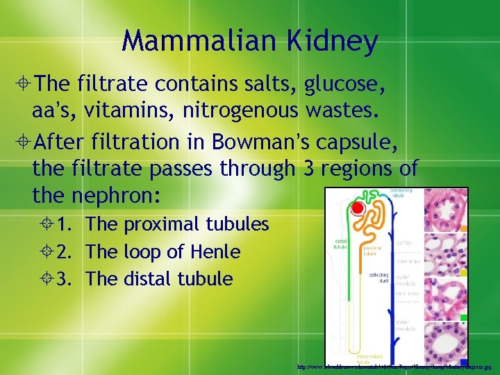 Mammalian Kidney ±The filtrate contains salts, glucose, aa’s, vitamins, nitrogenous wastes. ±After filtration in