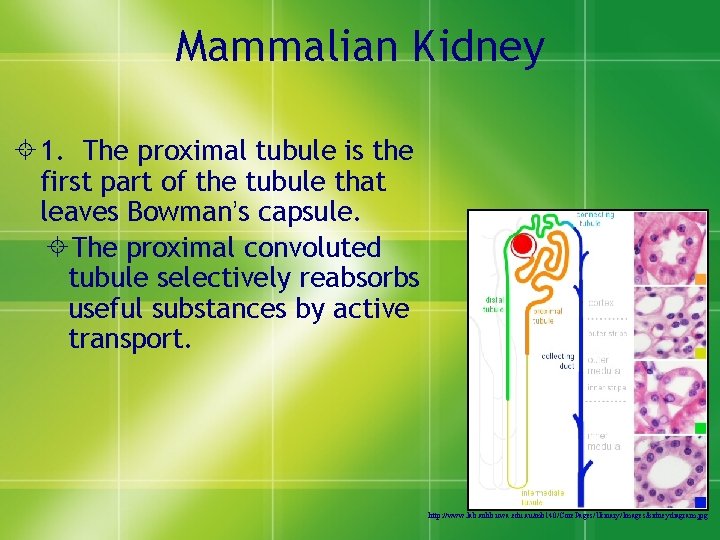 Mammalian Kidney ± 1. The proximal tubule is the first part of the tubule